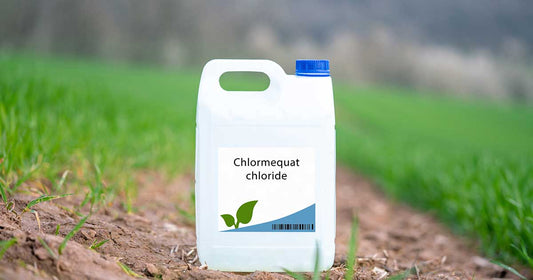 Chlormequat Chloride