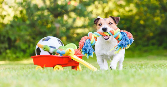 Choosing Non-Toxic Dog Toys
