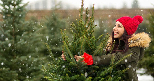 Choosing a Non-Toxic Christmas Tree