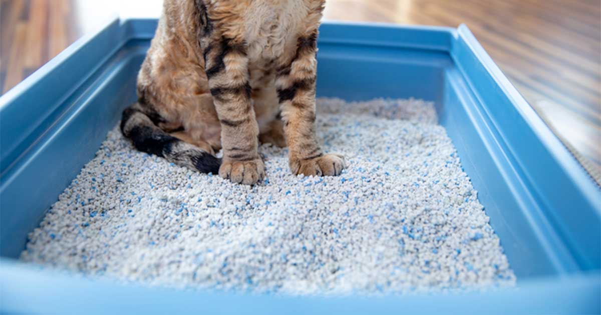 Uncovering the Dangers of Cat Litter Toxicity – True Cellular Formulas®