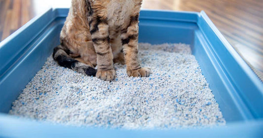 Uncovering the Dangers of Cat Litter Toxicity