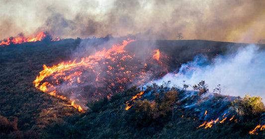 Clearing the Air: Unmasking the Health Implications of Global Wildfires