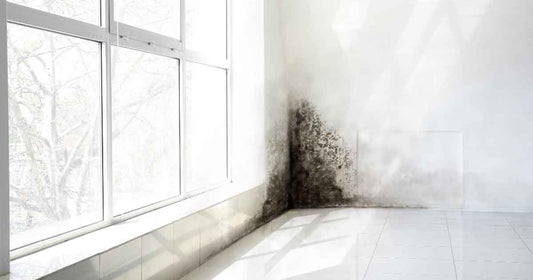Mold and Your Body