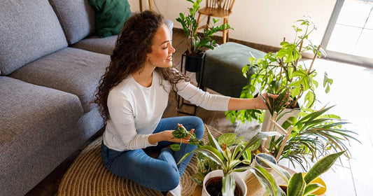 Nature's Air Purifiers