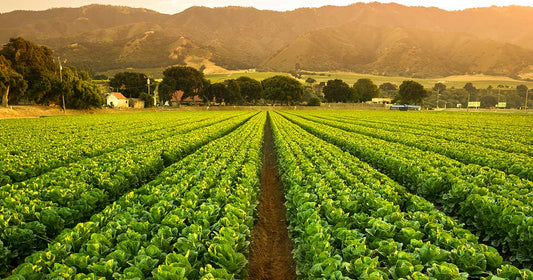 Contrasting American and UK Farms