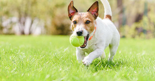 The Hidden Danger in Your Pet's Favorite Toy