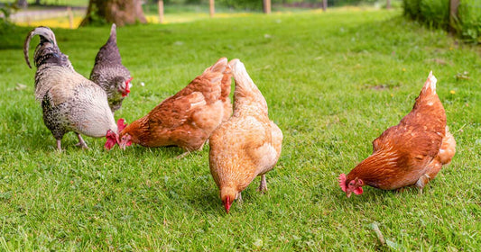 Understanding Egg Labels